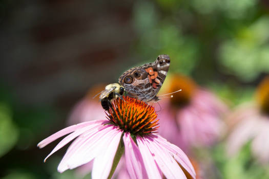 Flower Friends