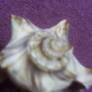 Shell pink