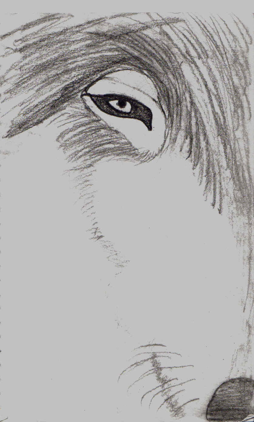 Half Wolf Face By Naoku On Deviantart Half Wolf Face By Naoku On Deviantart