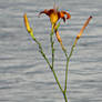 Flowers by the river