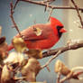 Cardinal in the Pear Tree