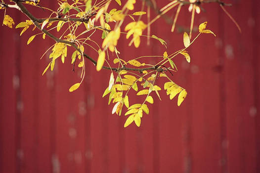 Yellow and Red