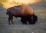 Yellowstone Buffalo1 by SopChoppy