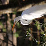 White Bird2