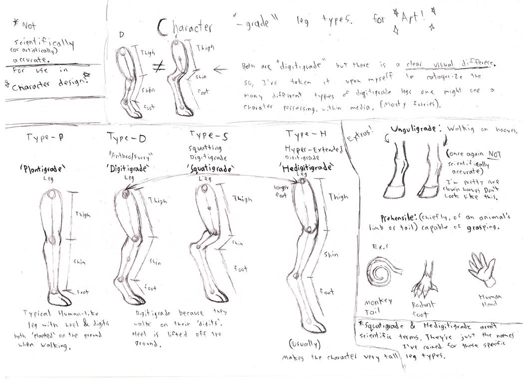Digitigrade Variants Diagram by SuperflyMiceguy on DeviantArt