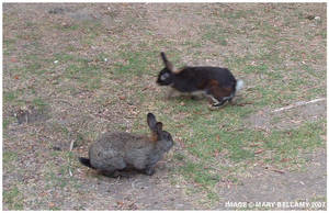 Long Beach CC Rabbits 1