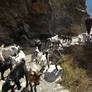 Mountain goatherd at Shangri-La
