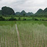 Rice paddies and karst peaks