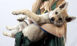 Little Direwolf -  Czechoslovakian Wolfdog Harren by PrincessAndDragon