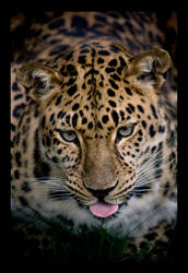 Leopard of amur.