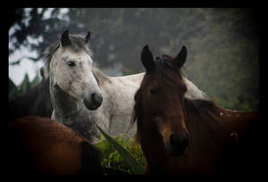 Horses...........