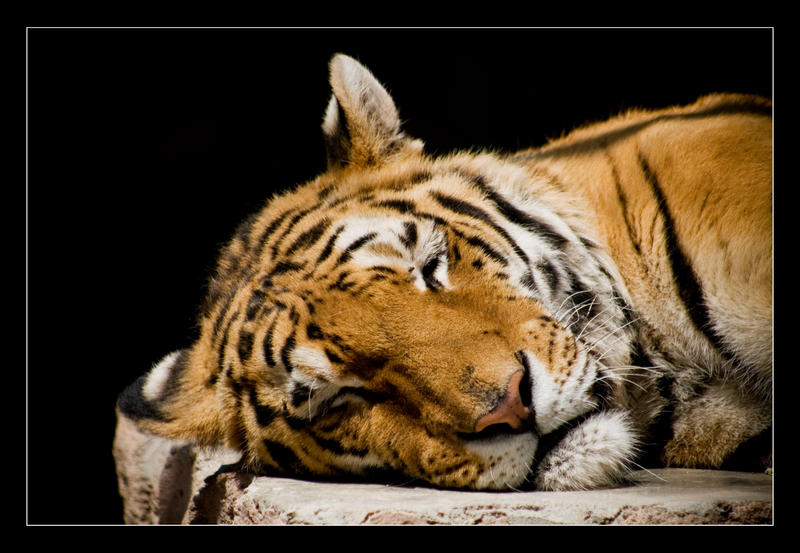 Lazy tiger.