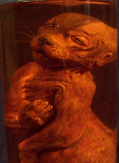 Werejaguar fetus - detail