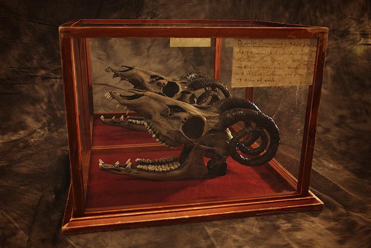Skull of The Jersey Devil