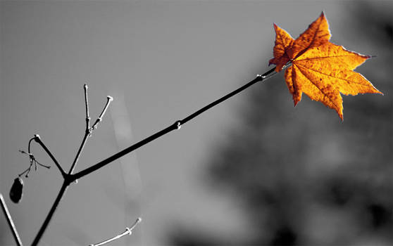 last_leaf