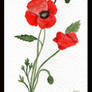 amapola