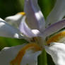 Shadowed Flower