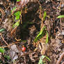 Frog Amongst a Burrow of Leaves