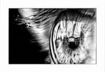 Through an ordinary eye by Trichardsen