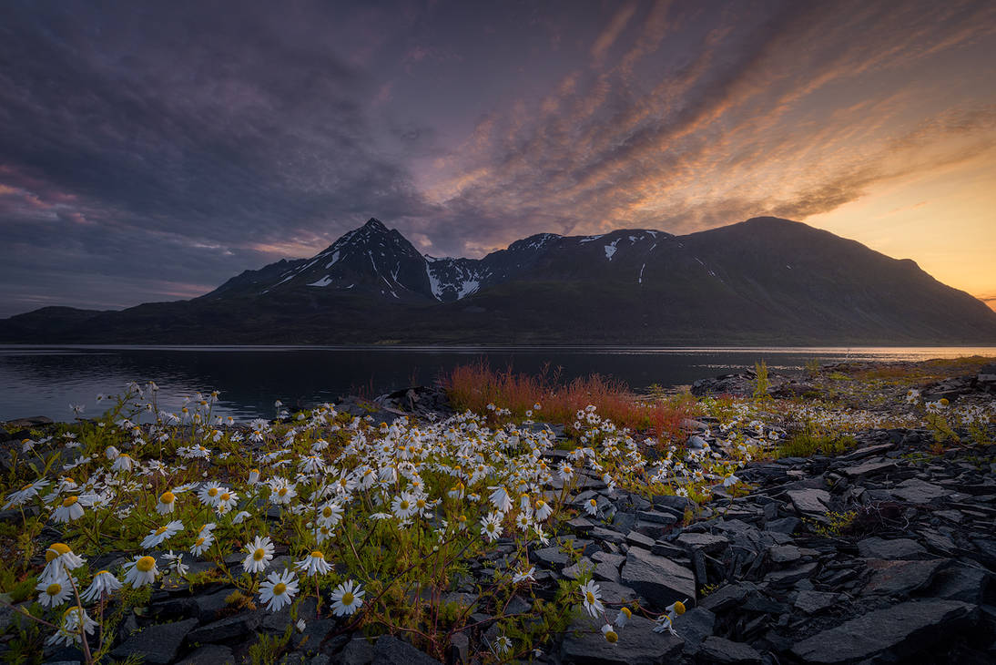 Triumph of daisies by Trichardsen