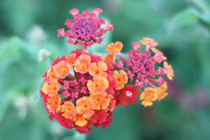 Magical Fireworks Flowers