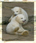 2 Polar bear Babys