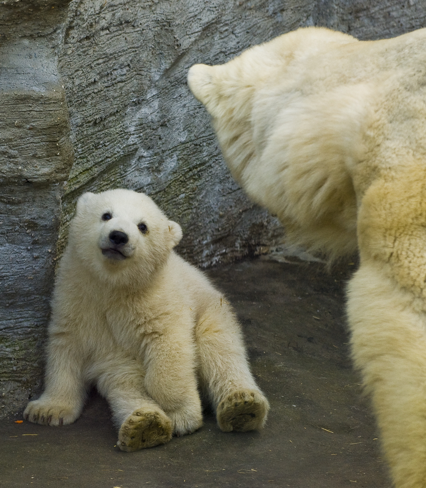 polar bear baby