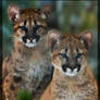 Cougar Cubs