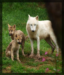 wolf family