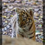 'New' Tiger Baby