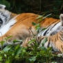 tiger baby panorama