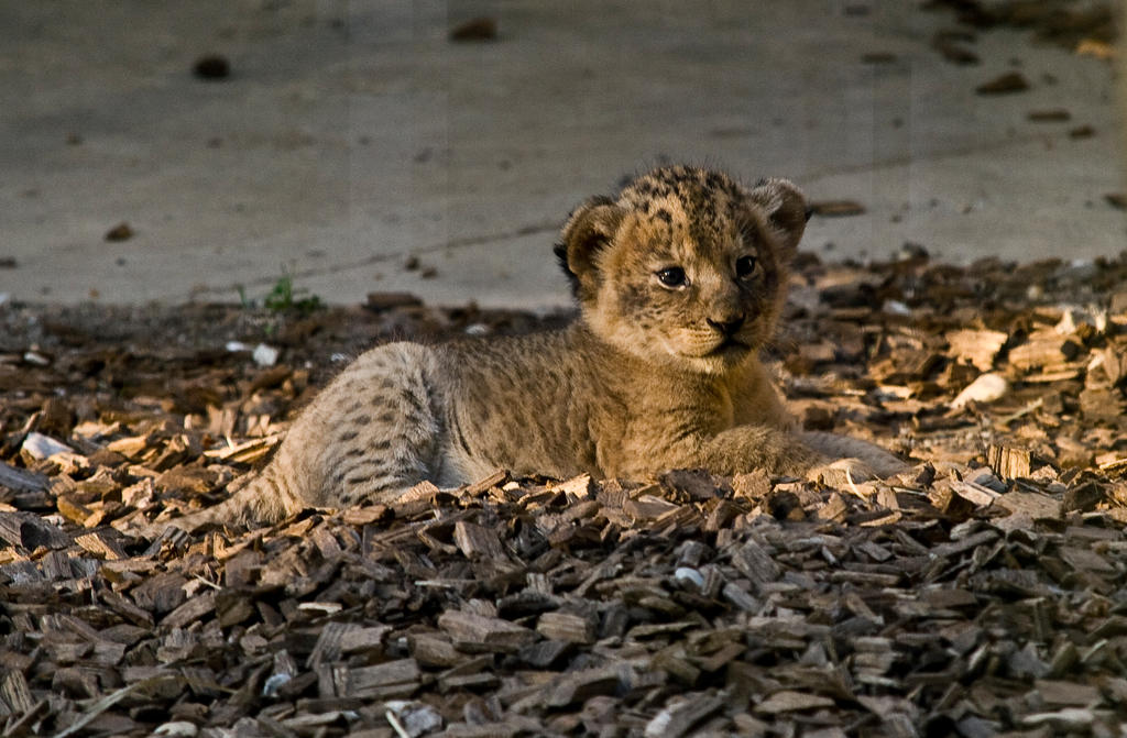 Lion baby