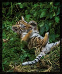 little tiger cub