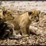 Lion Babys III