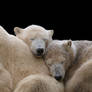 Sleeping Polar Bears