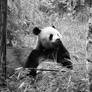 Panda bear in bw
