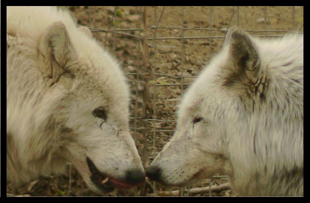 Kissing wolfs