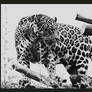 jaguar in bw