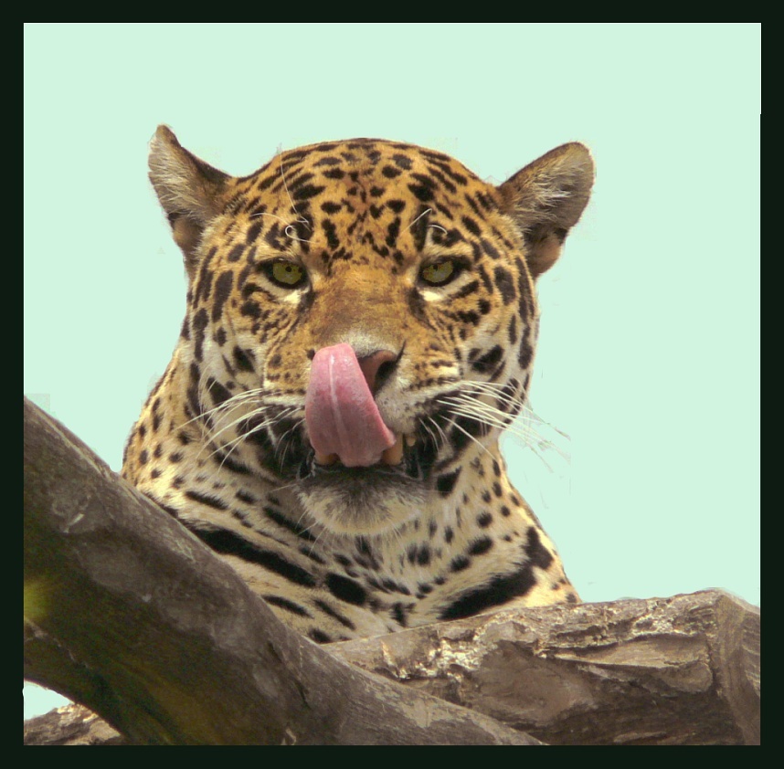 jaguar in color