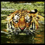 tiger bath
