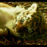 tiger baby