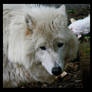 white wolf