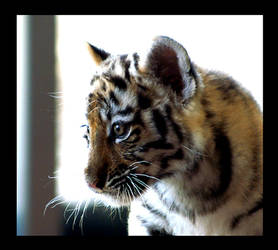 tiger baby portrait