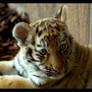 tiger baby portrait 2