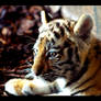 tiger portrait 3