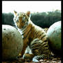 tiger baby 4