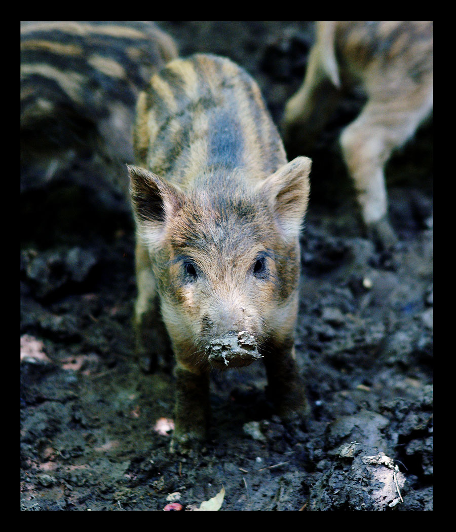 wild boar