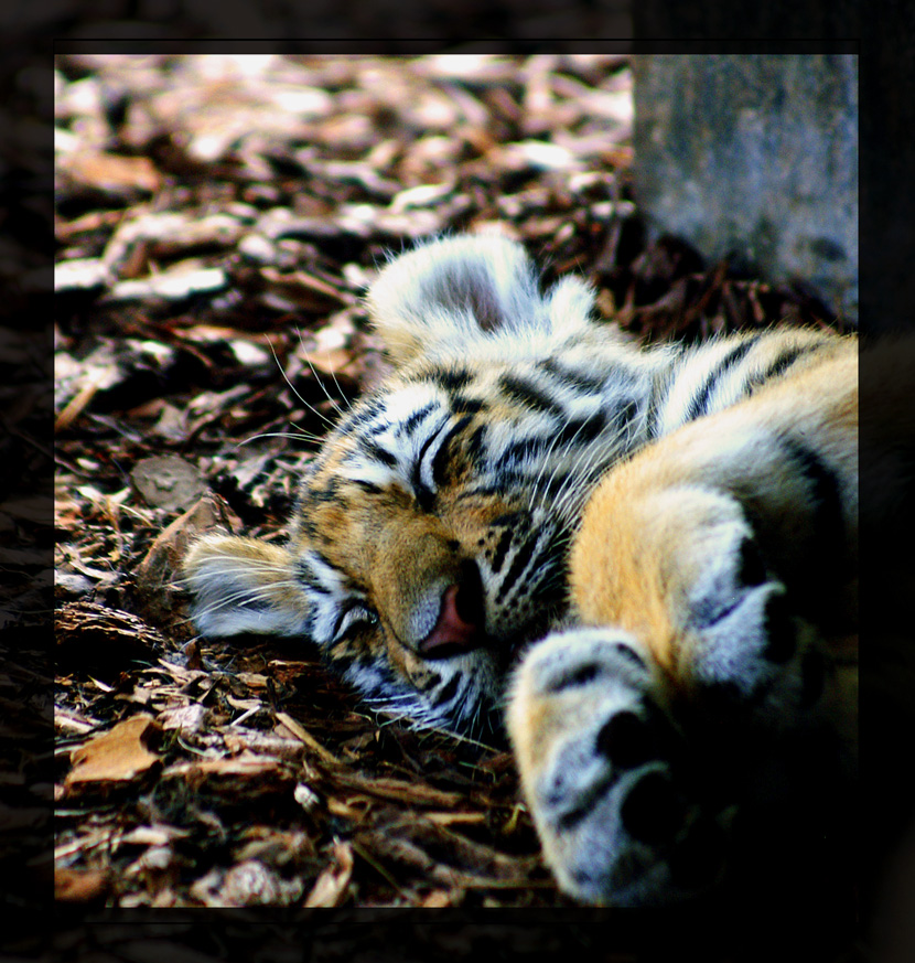 sleeping tiger