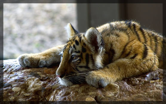 tiger sleeping on the stone