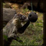 curious coati